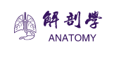 解剖学Anatomy